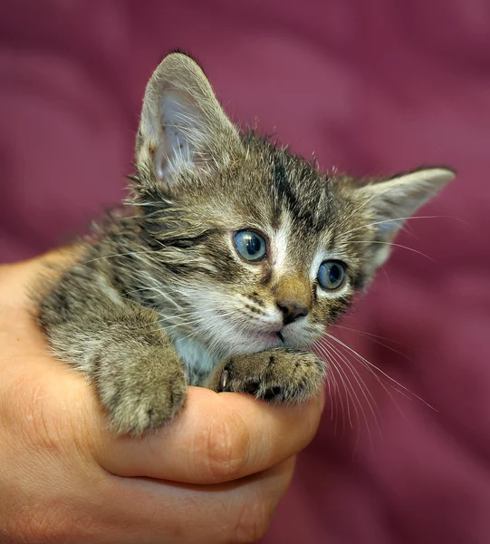 Striped kitten in arms — Stock Photo, Image