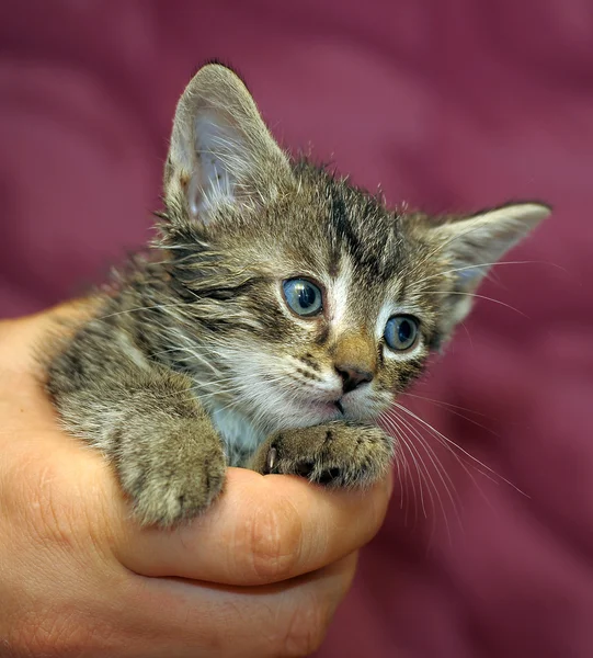 Gatinho listrado nos braços — Fotografia de Stock