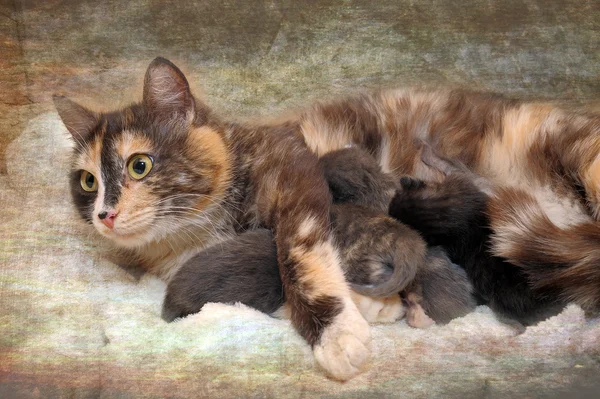 Mama gato com gatinhos — Fotografia de Stock