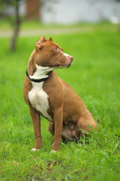 Image de pit-bull brun couché sur l'herbe verte près de la maison — Photo