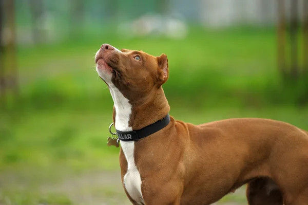 Obraz hnědá pit bull leží na zelené trávě nedaleko domu — Stock fotografie