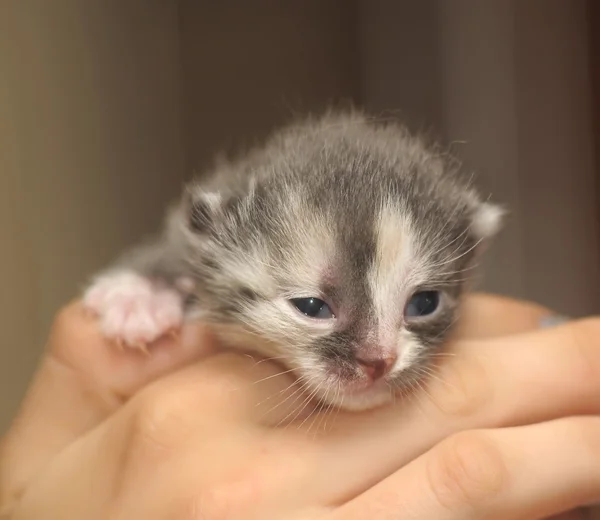 Pasgeboren kitten gewoon openen zijn ogen — Stockfoto