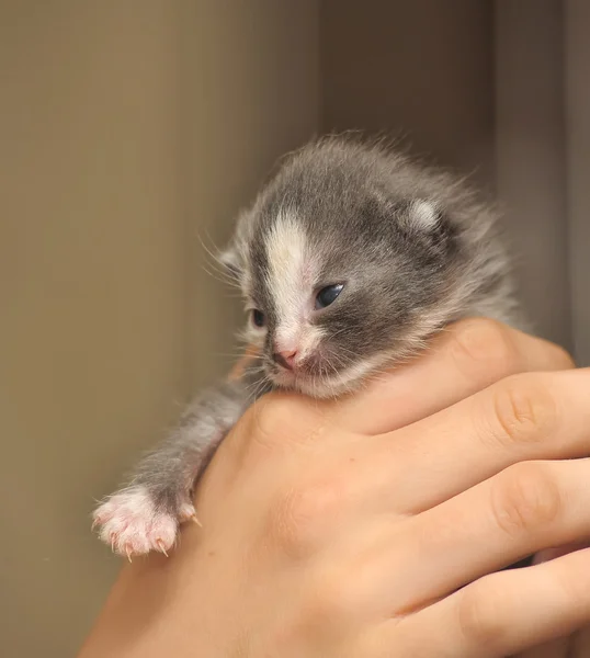 Gatinho recém-nascido apenas abrindo os olhos — Fotografia de Stock