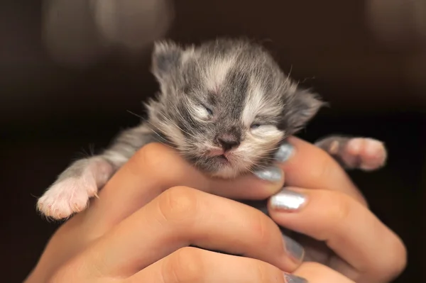 Novorozené kotě právě otevřel oči — Stock fotografie