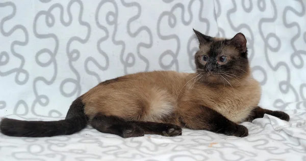 Siamese cat — Stock Photo, Image