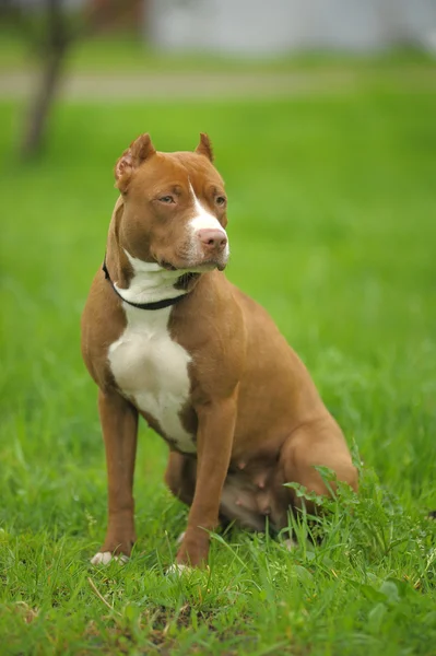 Imagem de pit bull marrom deitado na grama verde perto da casa — Fotografia de Stock