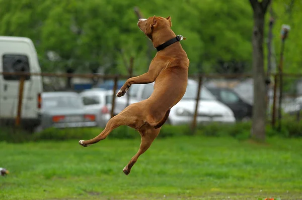 Imagem de pit bull marrom deitado na grama verde perto da casa — Fotografia de Stock