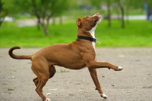 Image of brown pit bull lying on the green grass near the house — Stock Photo, Image