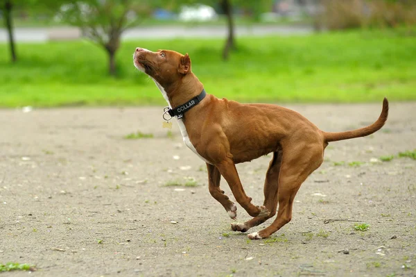 Gambar pit bull coklat tergeletak di rumput hijau dekat rumah — Stok Foto