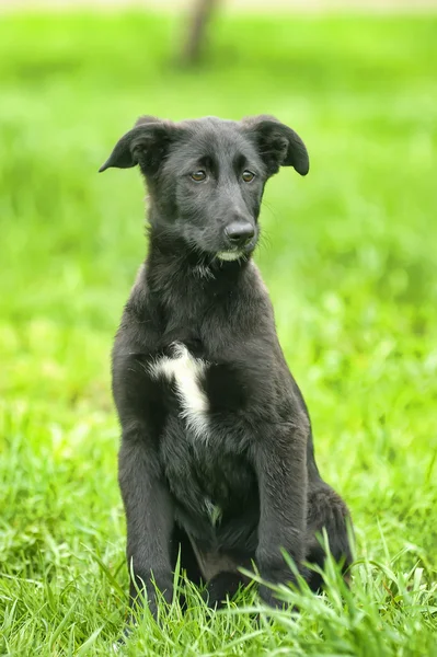Cachorrinho preto para um passeio — Fotografia de Stock