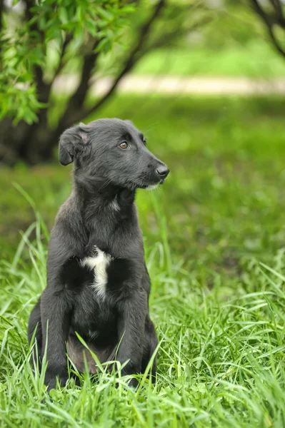 Cucciolo nero per una passeggiata — Foto Stock