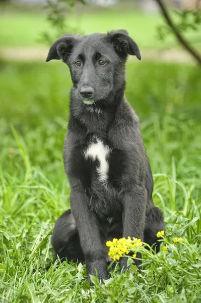Cachorrinho preto para um passeio — Fotografia de Stock
