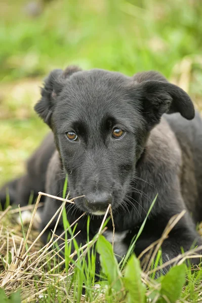 Cucciolo nero per una passeggiata — Foto Stock