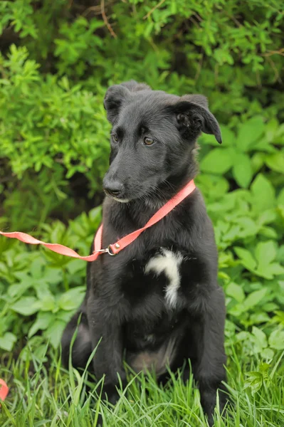 Черный щенок для прогулки — стоковое фото