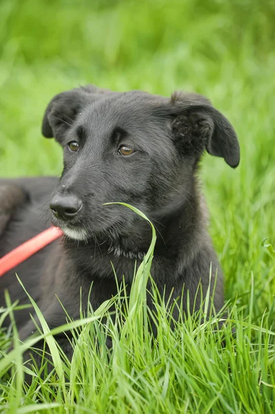 Siyah köpek için a yürümek — Stok fotoğraf