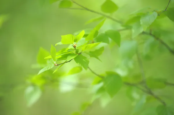 Hojas verdes jóvenes sobre un fondo de árbol —  Fotos de Stock