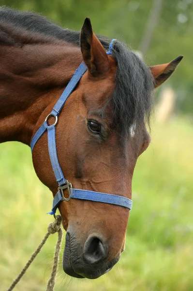 Paard — Stockfoto