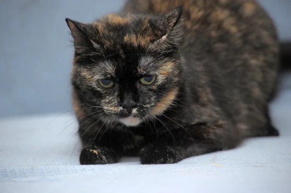 Schildpatt-Katze sitzt — Stockfoto