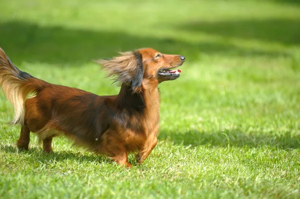 Long-haired dachshund on green grass — Stock Photo, Image