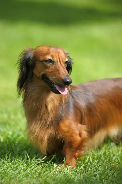 Long-haired dachshund on green grass — Stock Photo, Image