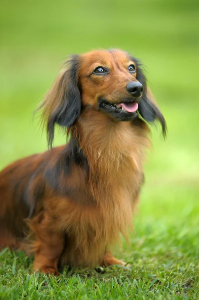 Long-haired dachshund on green grass — Stock Photo, Image