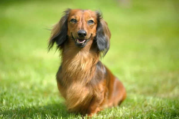 Yeşil çimenlerin üzerinde uzun saçlı dachshund — Stok fotoğraf