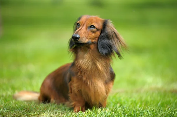 Long-haired dachshund on green grass — Stock Photo, Image