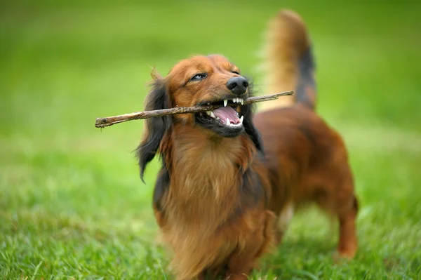 Dachshund berambut panjang bermain dengan tongkat — Stok Foto