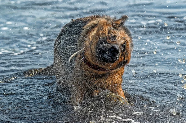 Schäfer im Wasser — Stockfoto