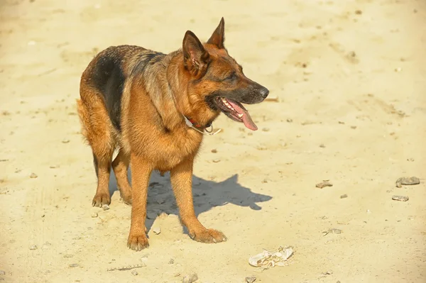 Shepherd on a background of sand — Stock Photo, Image