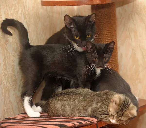 Katzen werden auf Katzenausstellung gespielt — Stockfoto