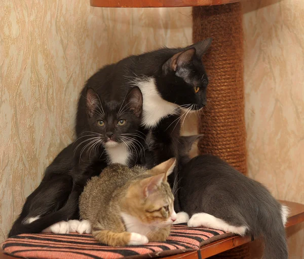 Gatos são jogados no show do gato — Fotografia de Stock