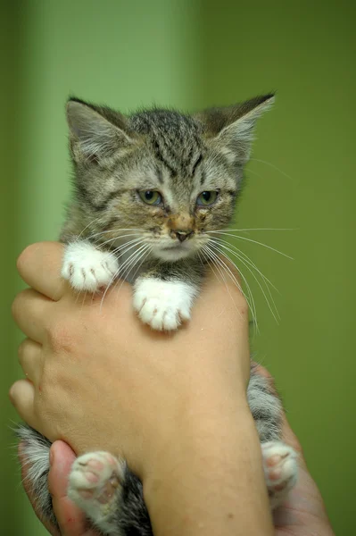 Porträtt av en katt i hand — Stockfoto