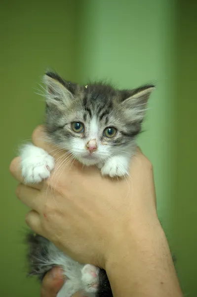 Retrato de un gato en la mano —  Fotos de Stock
