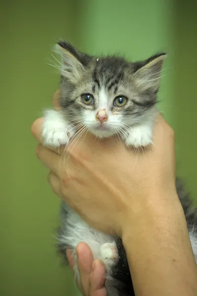 Portréja egy macska, a kezében — Stock Fotó