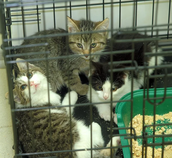 Portrait d'un chat dans une cage — Photo