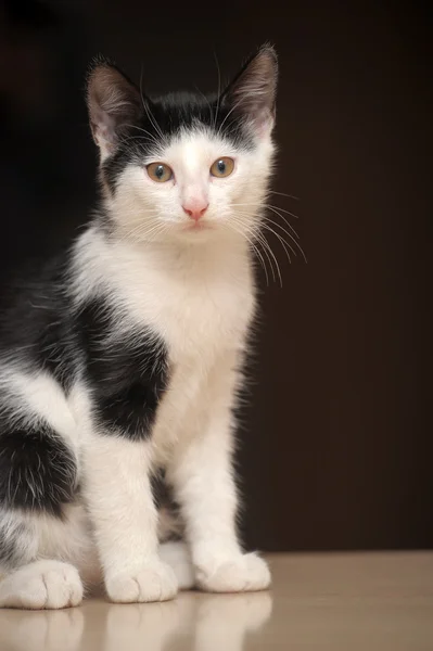 Portrait of a cute kitten — Stock Photo, Image