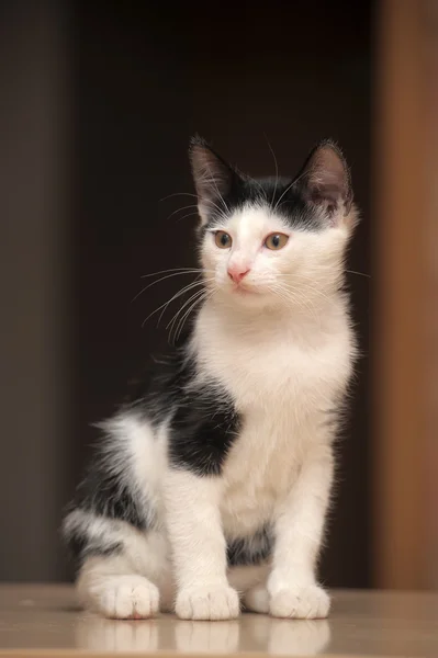 可爱的小猫的肖像 — 图库照片
