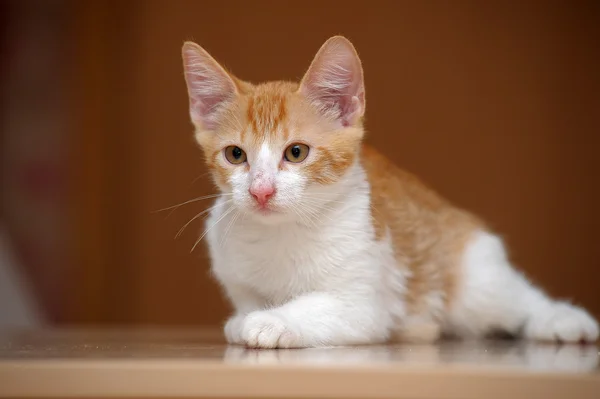 Piękny kot imbir — Zdjęcie stockowe