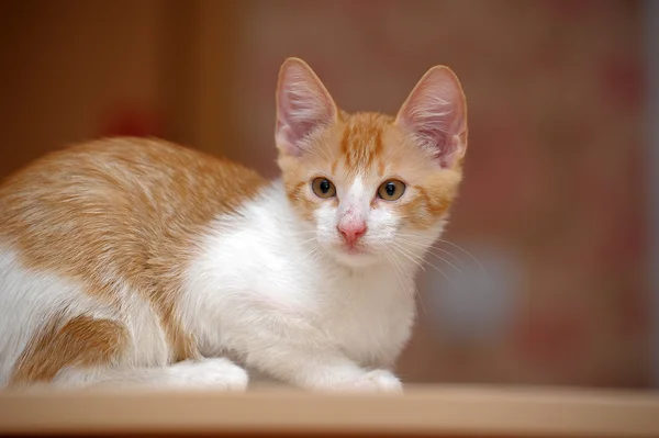 Gevlekte kat op het bed — Stockfoto