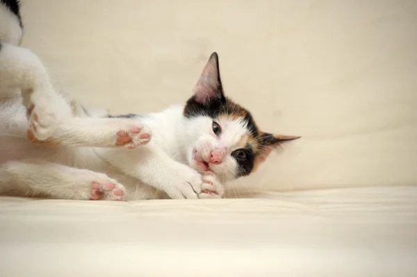 Spotted kucing di tempat tidur — Stok Foto