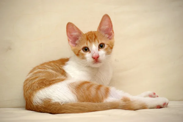Beautiful ginger cat — Stock Photo, Image