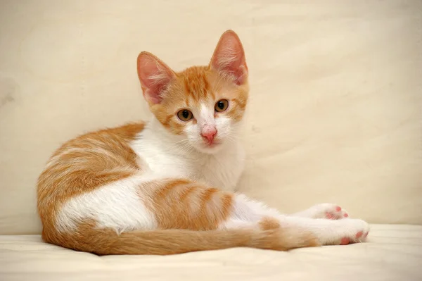 Pequeno gatinho vermelho em uma cama — Fotografia de Stock