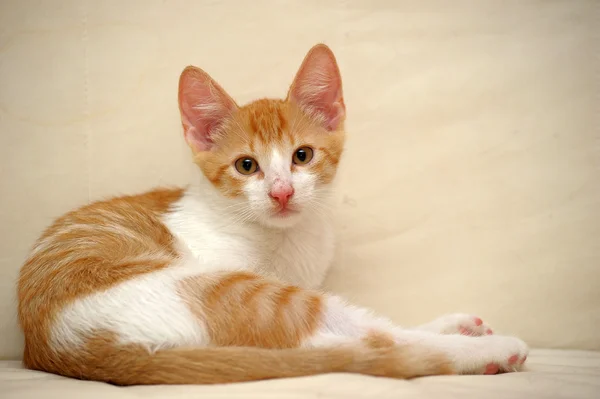 Little red kitten on a bed — Stock Photo, Image