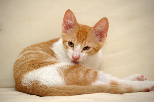 Pequeño gatito rojo en una cama —  Fotos de Stock