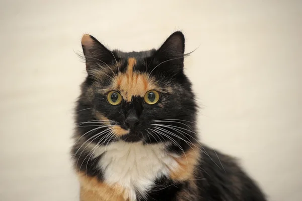 Retrato de um gato franzino — Fotografia de Stock