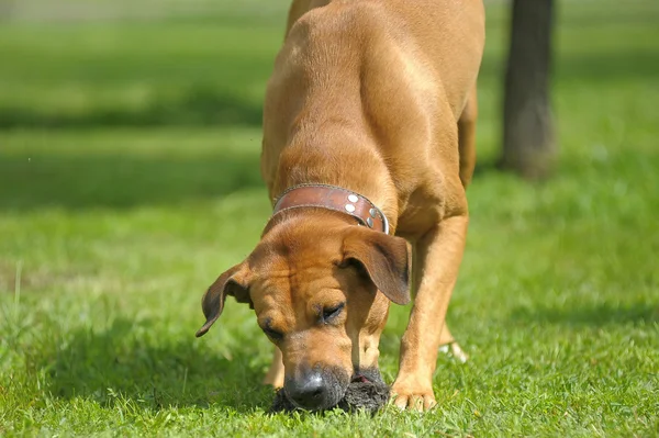 Perro masticando algo en el césped — Foto de Stock