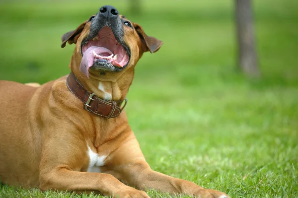 Rhodesian Ridgeback na grama — Fotografia de Stock