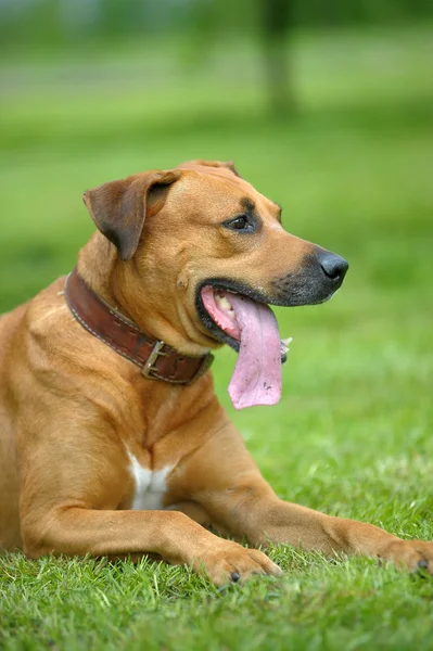 Rhodesian Ridgeback na grama — Fotografia de Stock