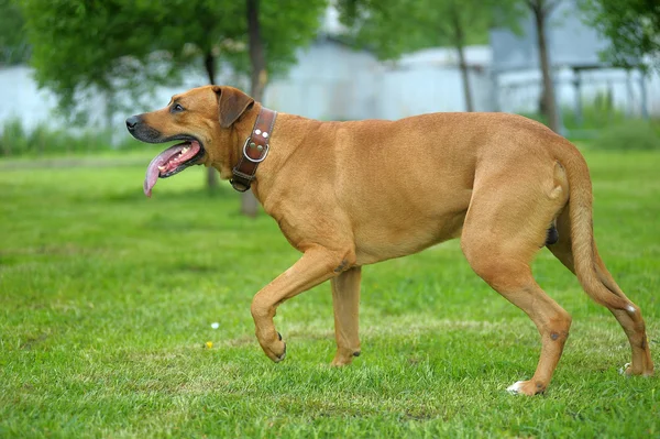 Rhodesian Ridgeback playing on the grass — Stock Photo, Image